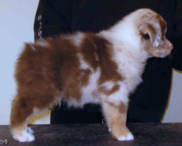 Red Merle male #2, standing.